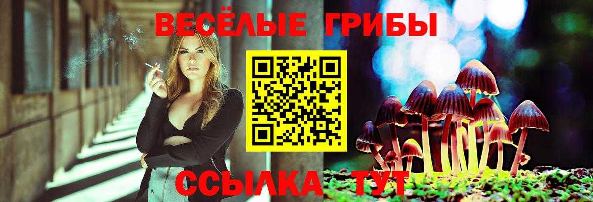 Псилоцибиновые грибы Psilocybe Новокубанск
